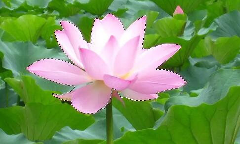 photoshop cs6怎么去掉图片背景保留物体?photoshop cs6去掉图片背景保留物体的方法截图