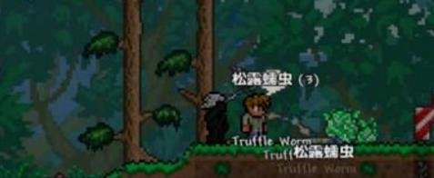 泰拉瑞亚松露虫怎么快速抓捕?泰拉瑞亚松露虫快速抓捕的方法